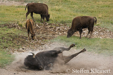 016 Amerikanischer Bison - Buffalo